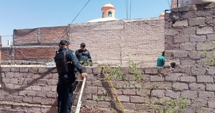 Rescatan a perrita abandonada en la colonia Santa Fe