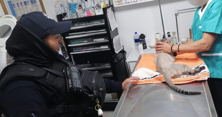 Rescatan a gatito y lomito lesionados tras caer del techo