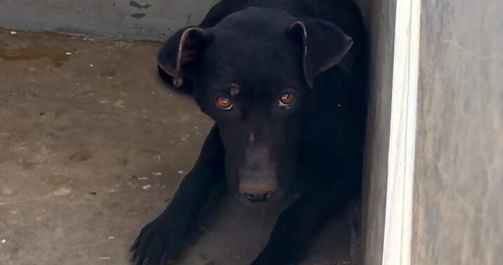 Inicia el proceso de recuperación del lomito abandonado en azotea