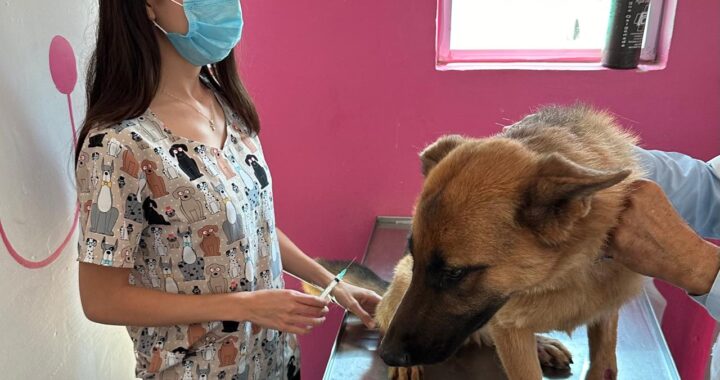 Arranca vacunación de mascotas en la capital