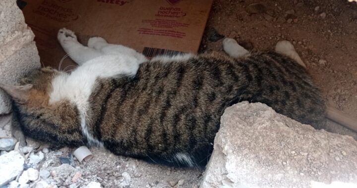 Salva Policía Ambiental a gato atorado debajo de la escalera