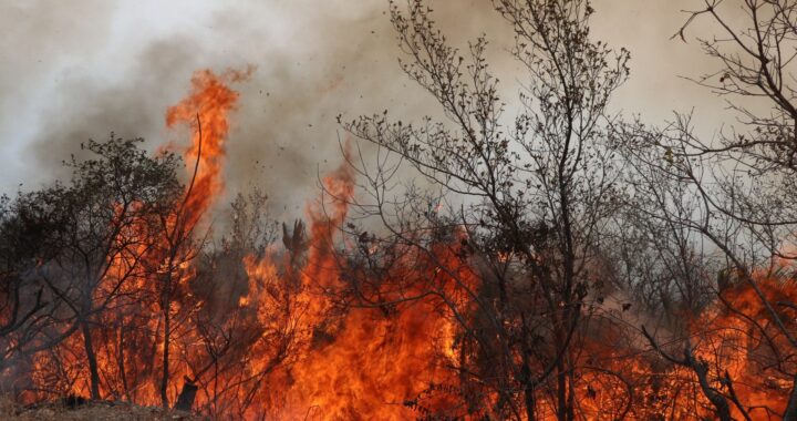 Hacen un llamado a las autoridades para reforestar zonas afectadas por el fuego
