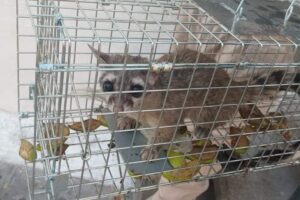 Integrarán a los animales silvestres al reglamento municipal para protegerlos