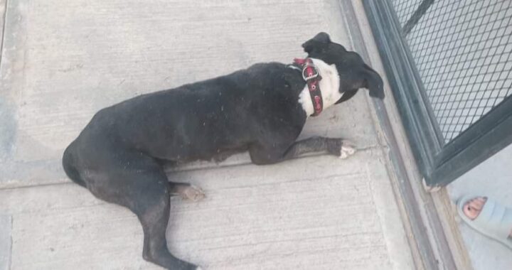 Aumentan agresiones de perros callejeros contra personas en Guanajuato