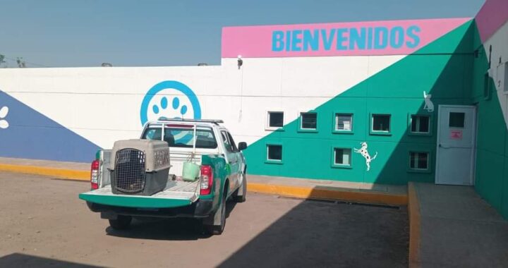 Rescata la Policía Ambiental a lomito abandonado en Lomas del Padre