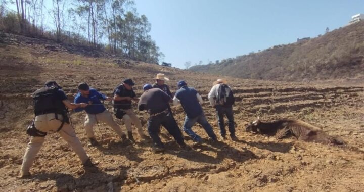 Rescata Policía Ambiental a vaca atrapada entre el fango de la presa de la Esperanza