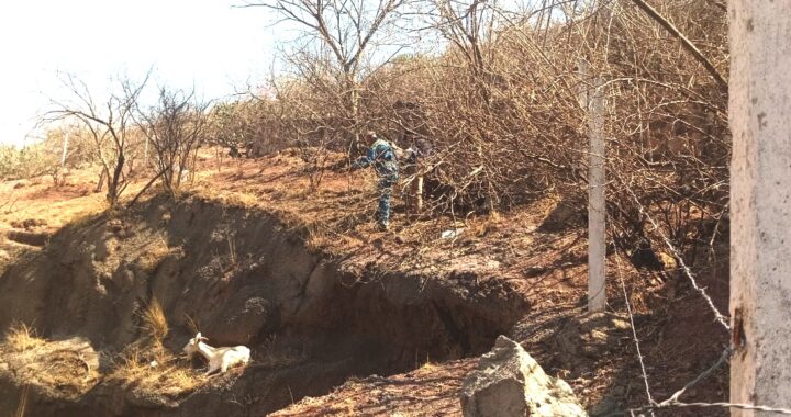 Rescata Policía Ambiental a chiva atorada en la parte alta del túnel Diego Rivera