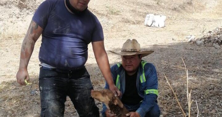 Extraen sano y salvo a perrito que cayó a pozo de agua
