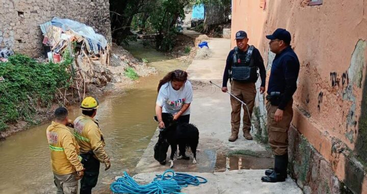Rescatan Policía Ambiental y SIMUB a lomito atrapado en el cauce de San Clemente