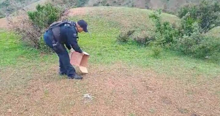 Encuentran a pequeña víbora dentro de farmacia; regresa a su hábitat natural