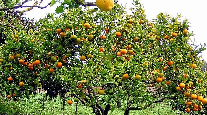 Ganan terreno árboles frutales en la entidad: SDAyR
