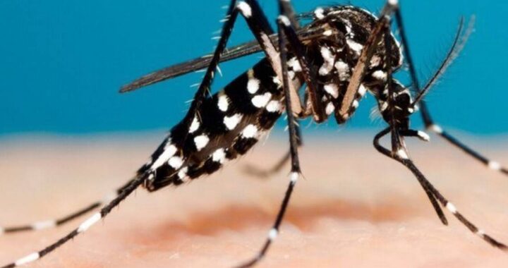 Van 260 casos de dengue en Guanajuato, en lo que va del 2025