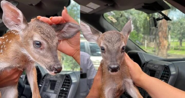 Pese a esfuerzos por rescatar a venado de cola blanca en el Zoo León, pierde la vida