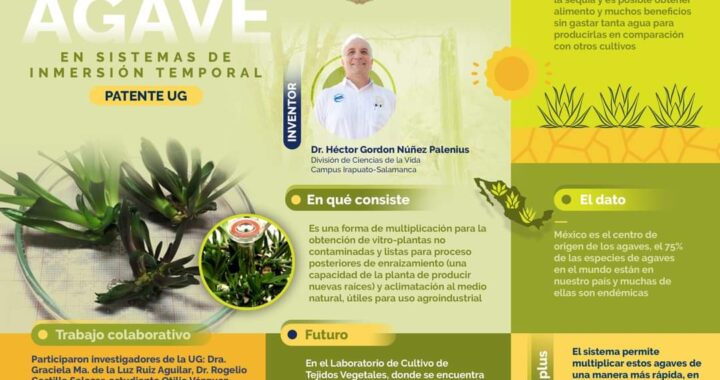UG obtiene patente de multiplicación in vitro de agave no contaminado para uso agroindustrial 