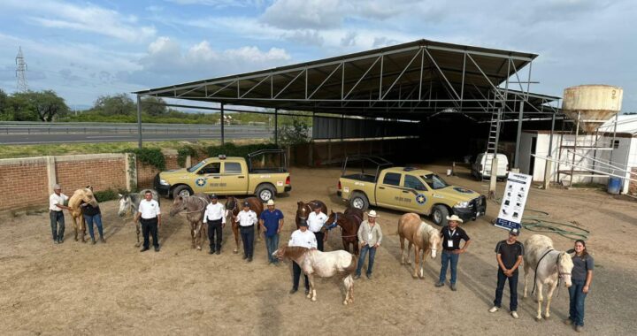 Asiste Policía Montada de Guanajuato Capital a Encuentro Equino
