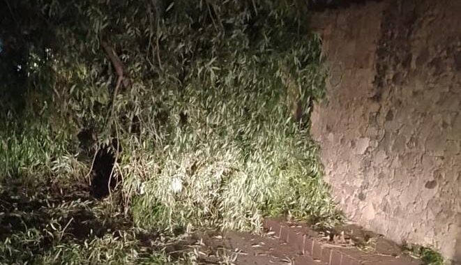 Inicia Servicios Públicos Municipales campaña para podar árboles