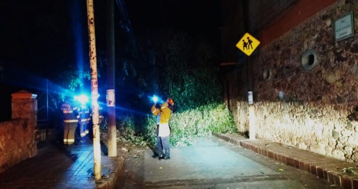 Retiran árbol desplomado en el barrio de Pastita