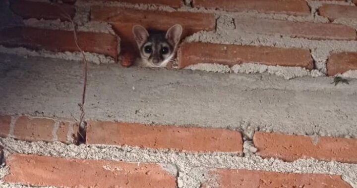 Policía Ambiental rescata un cacomixtle
