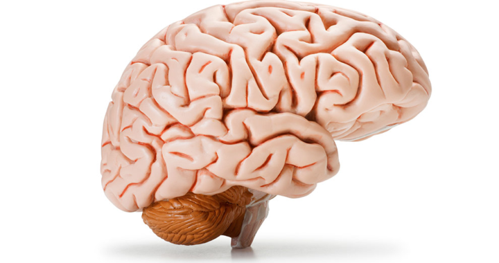 ¿Qué hace único al cerebro humano?*