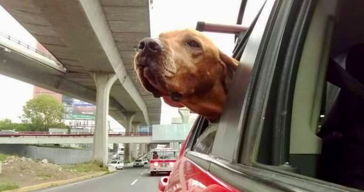 El gobierno municipal no ha solicitado permiso para colocar la escultura de Titán ante el INAH