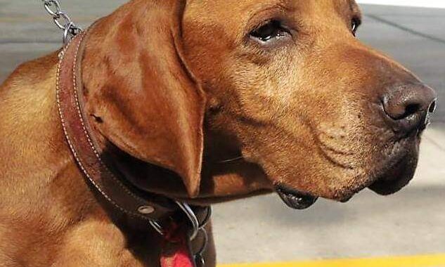 Está detenida la colocación de la estatua de “Titán”, por la falta de permisos del INAH