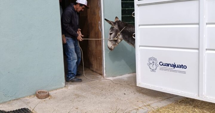 Rescatan burro en Guanajuato Capital