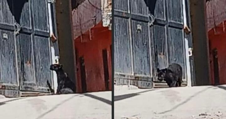 Permisos de venta no son suficientes para que la pantera de la capital se mantenga en su domicilio