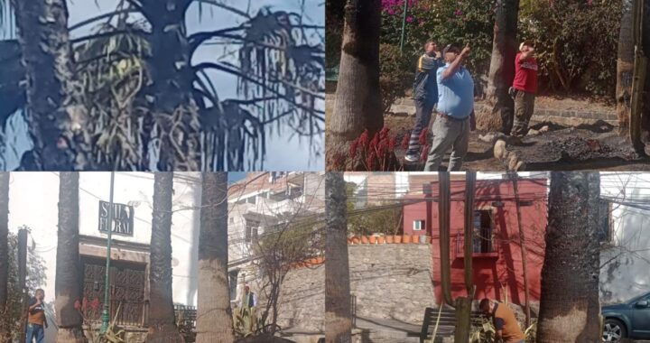 Trabajan para salvar a las palmeras de San Javier
