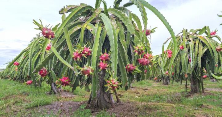 Hay una gran apuesta por la siembre de pitahaya en el estado de Guanajuato