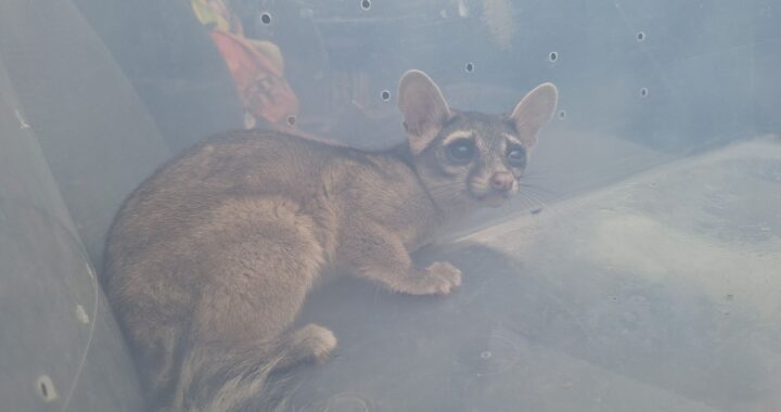 Llaman a cuidar a la fauna silvestre de la capital
