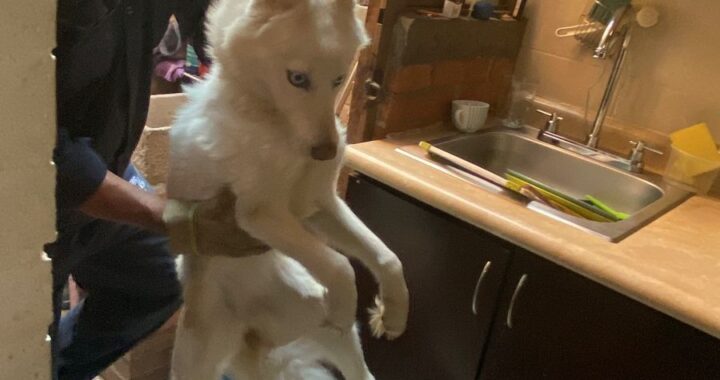 Policía Ambiental rescata a perro e interpone denuncia por presunto maltrato animal