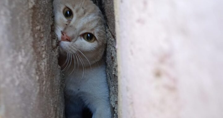 Rescatan a gatito que quedó atrapado entre dos casas
