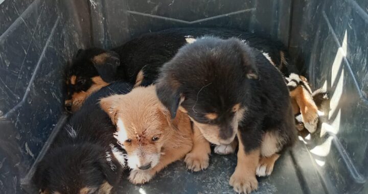 Policía Ambiental rescata 4 cachorros de la basura