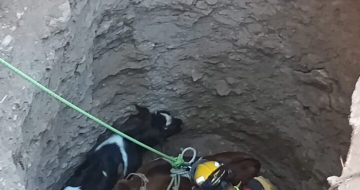 Policía Ambiental rescata terneros que cayeron a un pozo en Guanajuato