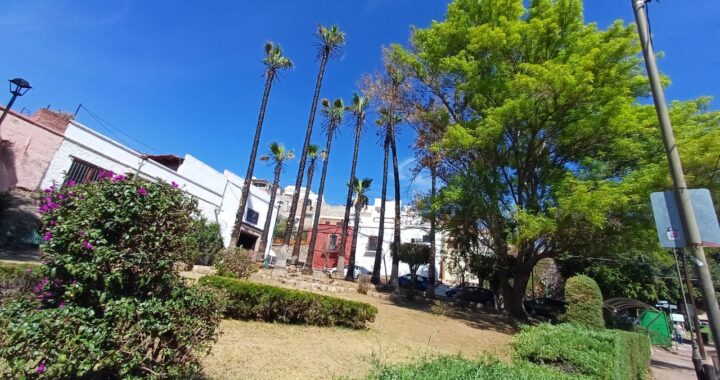 Se recuperan las palmeras de San Javier