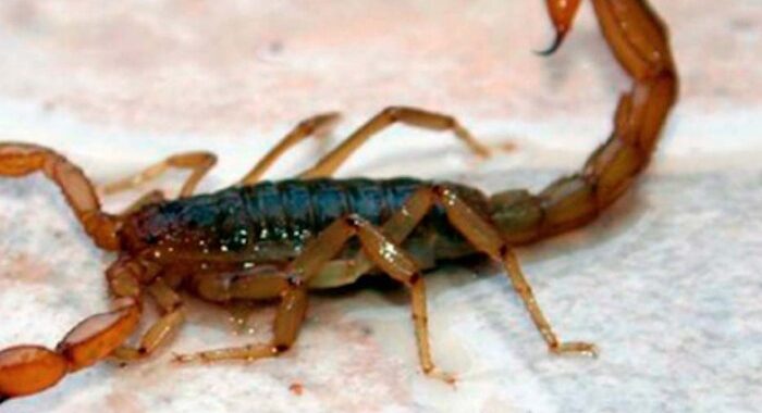 Pide presidente de la comisión de Salud, evitar remedios caseros ante picadura de Alacrán