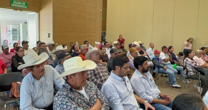 Llaman a cuidar la calidad de las semillas de garbanzo en Guanajuato
