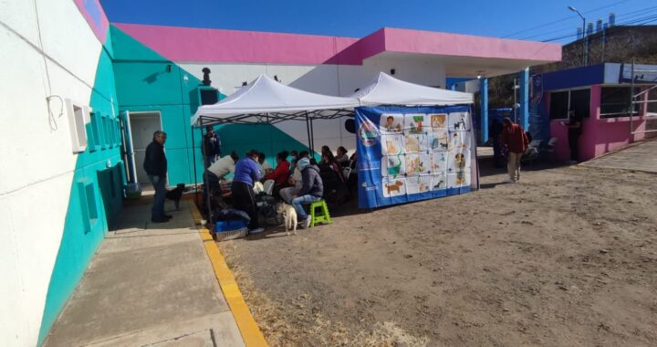 Esterilizan 57 perros y gatos en un día con jornada del Hospital Municipal Veterinario