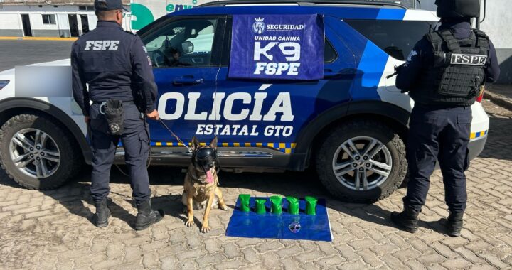 Impide oficial canino Janka traslado de droga mediante empresa de paquetería en Irapuato 