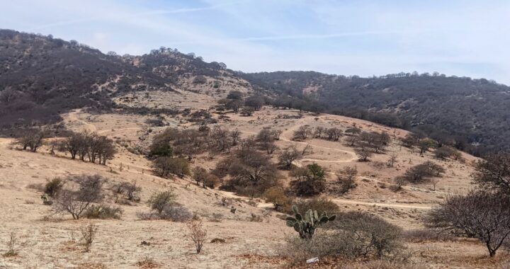 Proyectan salvar la sierra de Santa Rosa plantando 10 mil árboles