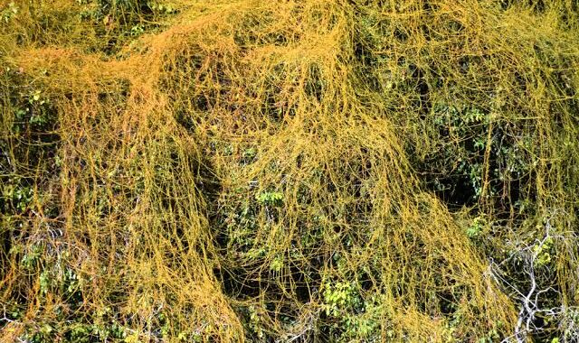 Padece Guanajuato de plagas en árboles