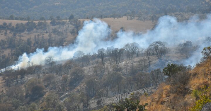 Afectan incendios forestales y de pastizal a más de 93 hectáreas de territorio