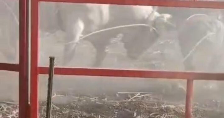 Jinete  lesionado en jaripeo está sano y fuera de peligro