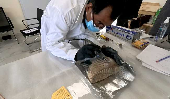 CIENTÍFICOS MEXICANOS DESCRIBEN, POR PRIMERA VEZ EN EL PAÍS, HÁBITOS ALIMENTARIOS DE UN MAMUT BEBÉ