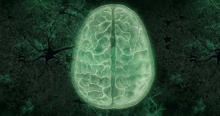 Explora los secretos de la mente en el ciclo de documentales El cerebro*