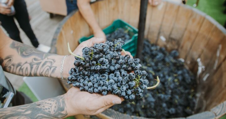 Presentan en la Ciudad de México Vendimias Guanajuato  2025