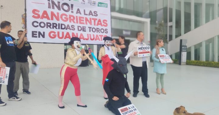 Agrupaciones animalistas protestan en el Congreso contra las corridas de toros