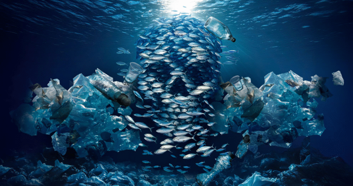 Investigadores de la UNAM llaman a moderar la pesca y proteger los ecosistemas marinos*