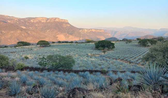 MÉXICO Y COLOMBIA COLABORAN PARA REFORZAR LA CONSERVACIÓN DE LOS PAISAJES CULTURALES DEL AGAVE Y EL CAFÉ