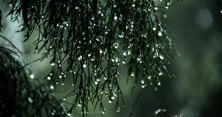 Pronostica UG incremento de la temperatura en los próximos días